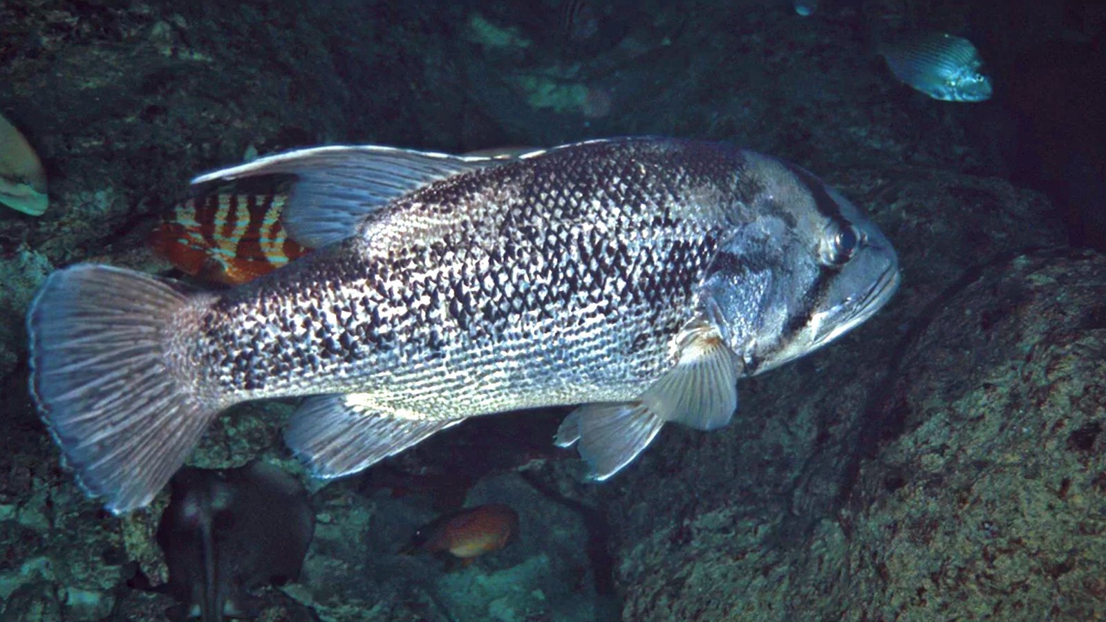 West Australian Dhufish Underwater