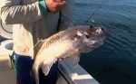 Perth Fishing TV Live Ep33