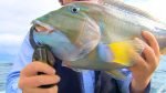 Jurien Bay Dhufish Pt2