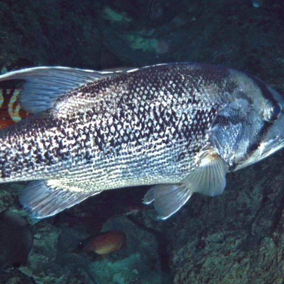 West Australian Dhufish Underwater