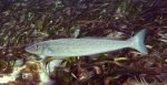 Mountains of King George Whiting Tips