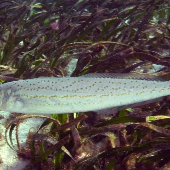 King George Whiting on weed bed
