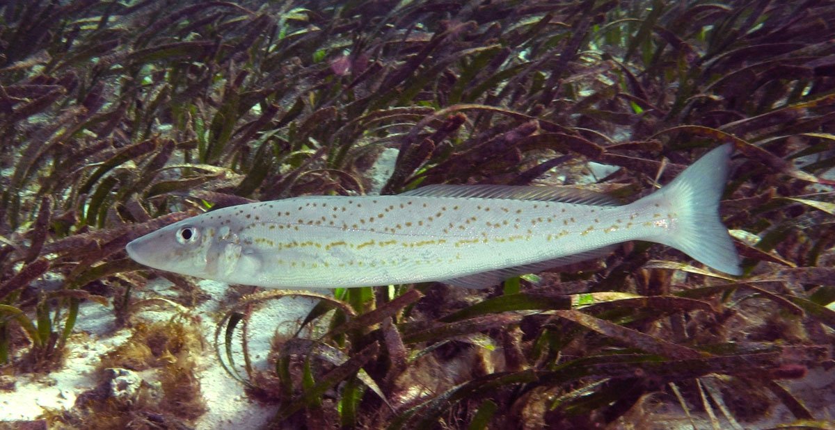 King George Whiting on weed bed