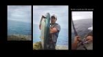 Yellowtail Kingfish off the Rocks