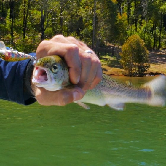 Waroona Dam Rainbow Trout