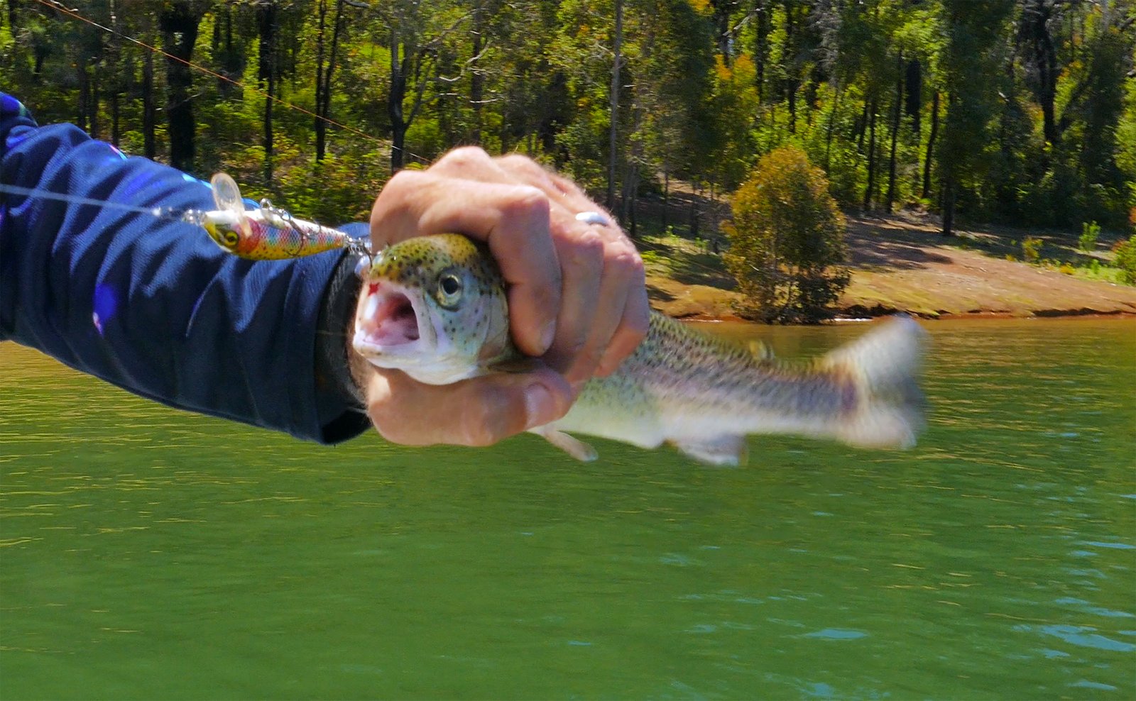 Waroona Dam Rainbow Trout