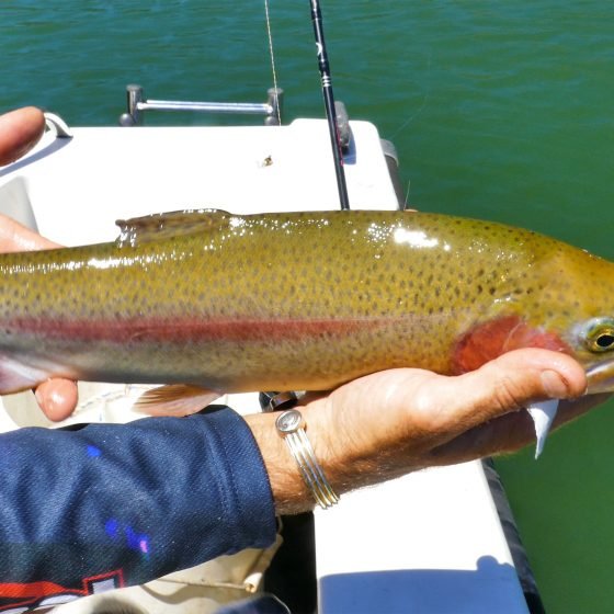 Male Rainbow Trout from Lake Navarino