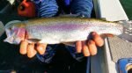 Waroona Trout Part 04