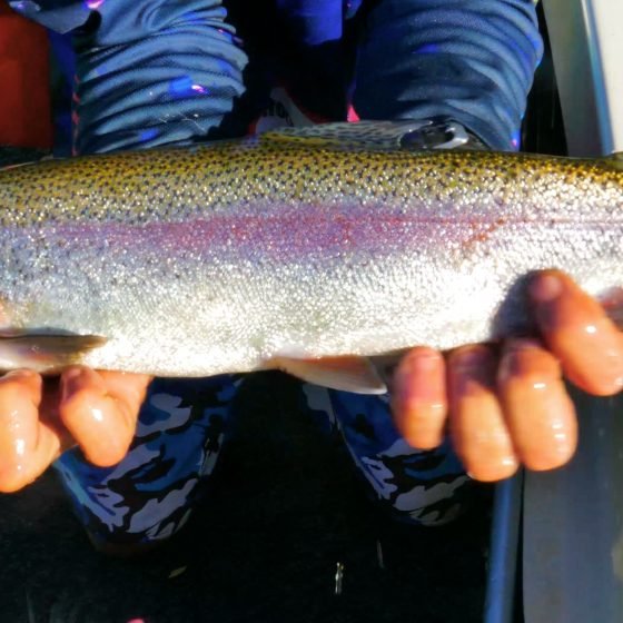 Waroona Dam Rainbow Trout