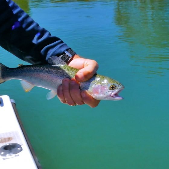 Rainbow Trout from Waroona Dam