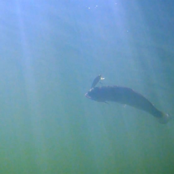 Underwater Rainbow Trout