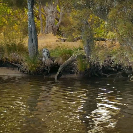 Swan River Bream Spot