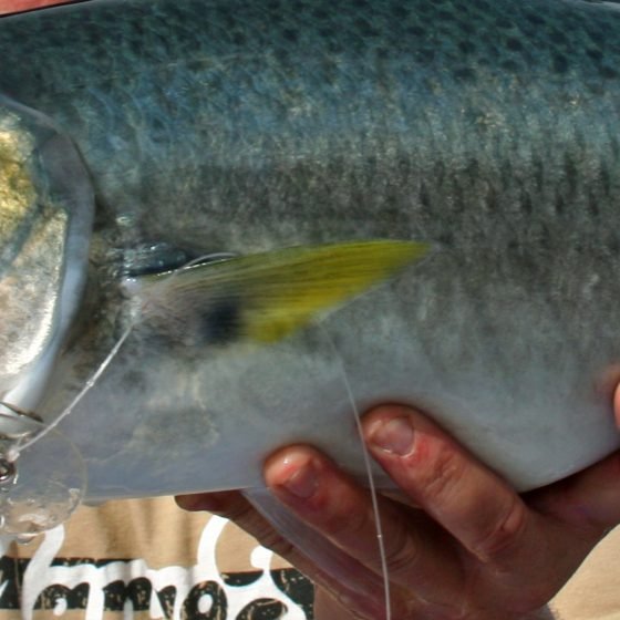Perth Salmon