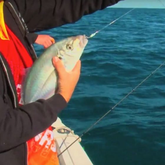 Perth Skippy or Silver Trevally