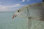 Article – Bonefish – Chasing Shadows