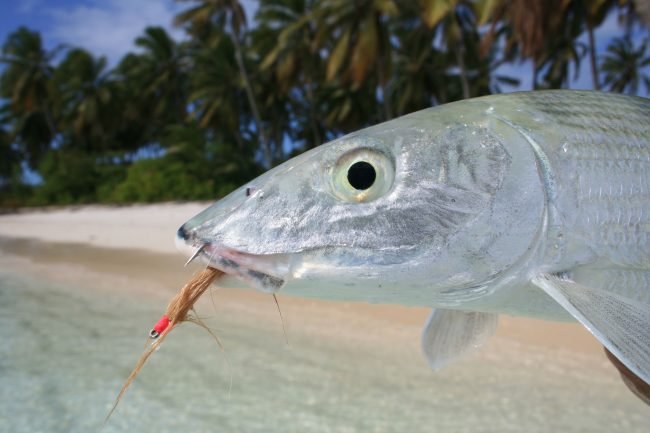 Cocos Islands Bonefish