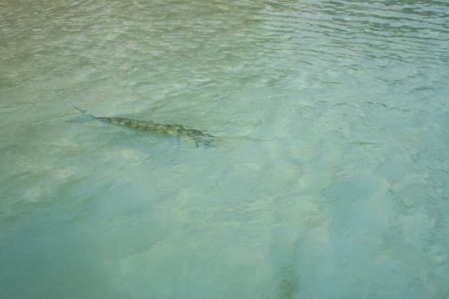 Cocos Islands Bonefish