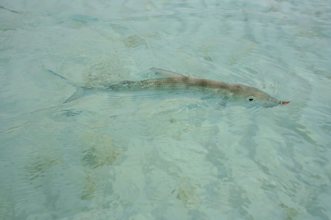 Cocos Islands Bonefish