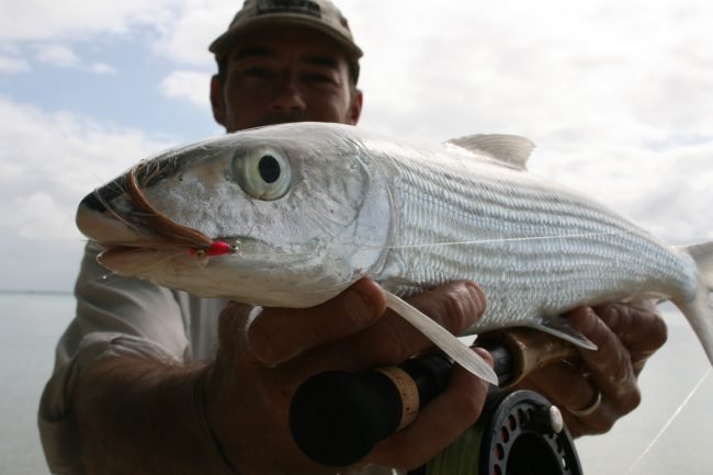 Cocos Islands Bonefish caught on fly