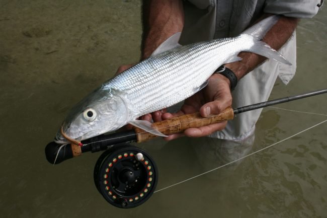 Cocos Island Bonefish