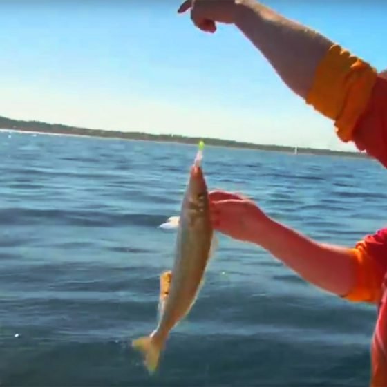 King George Whiting