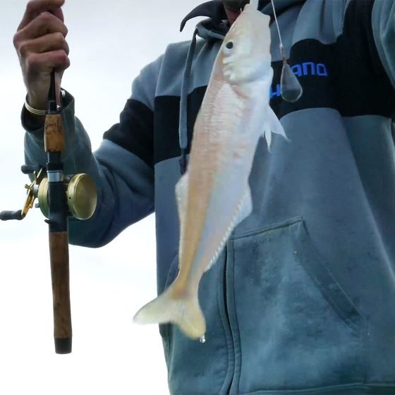 Big Sand Whiting