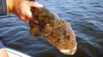 Fishing Creature Baits for Bream and Flathead in the Swan River