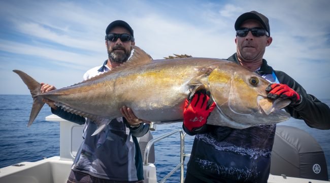 Big Perth Samsonfish