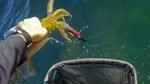 Testing Yamashita Egi-Oh Squid Jig on Bigger Squid